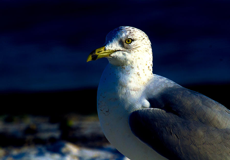 Cedar Gull Photograph by Jeff Kurtz