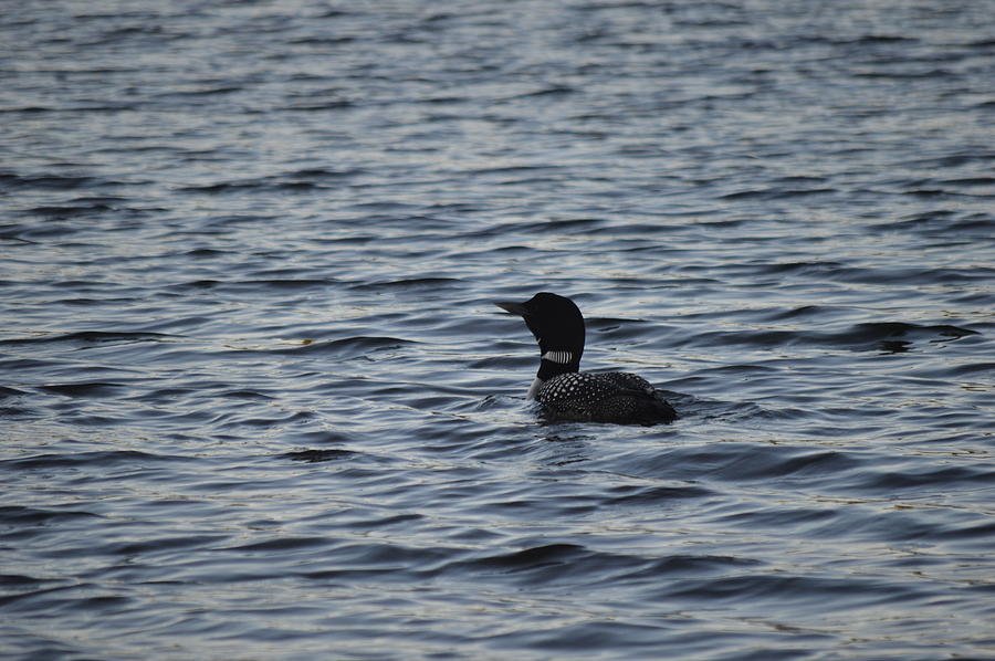 Cedar Hedge Loon Photograph by Kirk Derry - Fine Art America