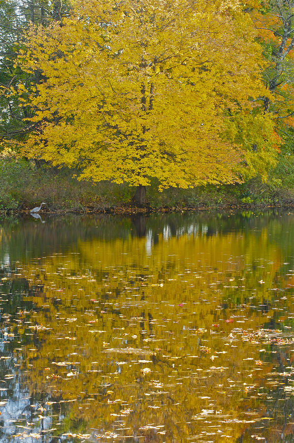 Cedar Heron Photograph by J Steven - Fine Art America