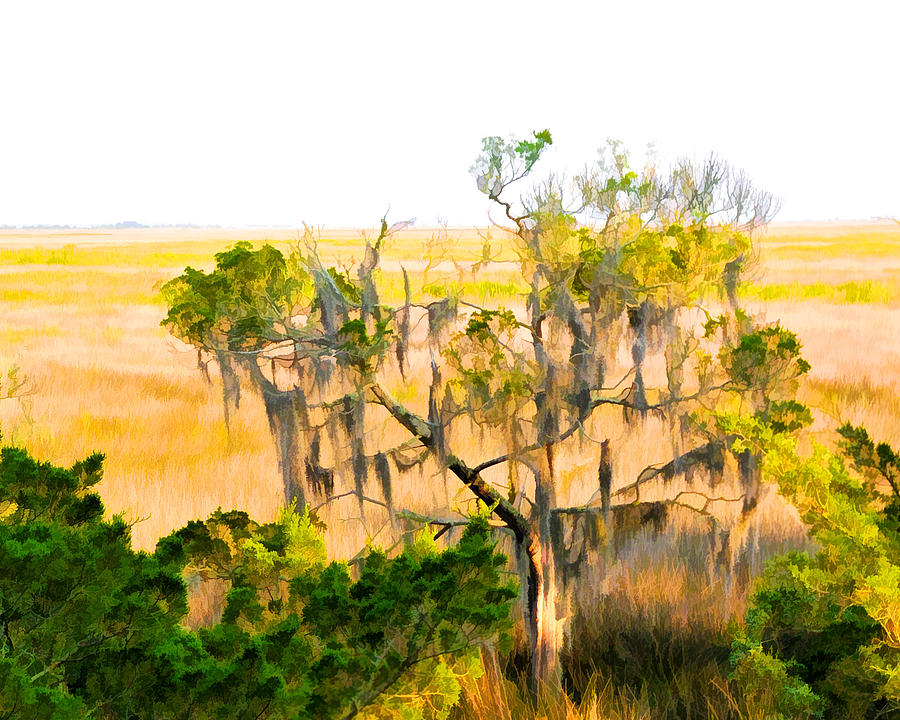 Cedar in the Marsh Photograph by Ginger Wakem