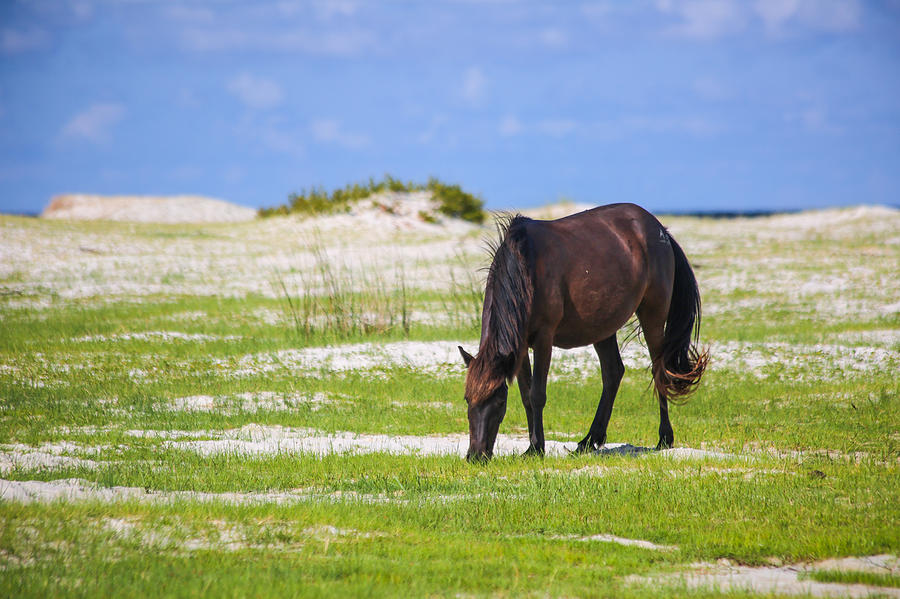 Cedar Island Wild Mustang 3 Photograph by Paula OMalley