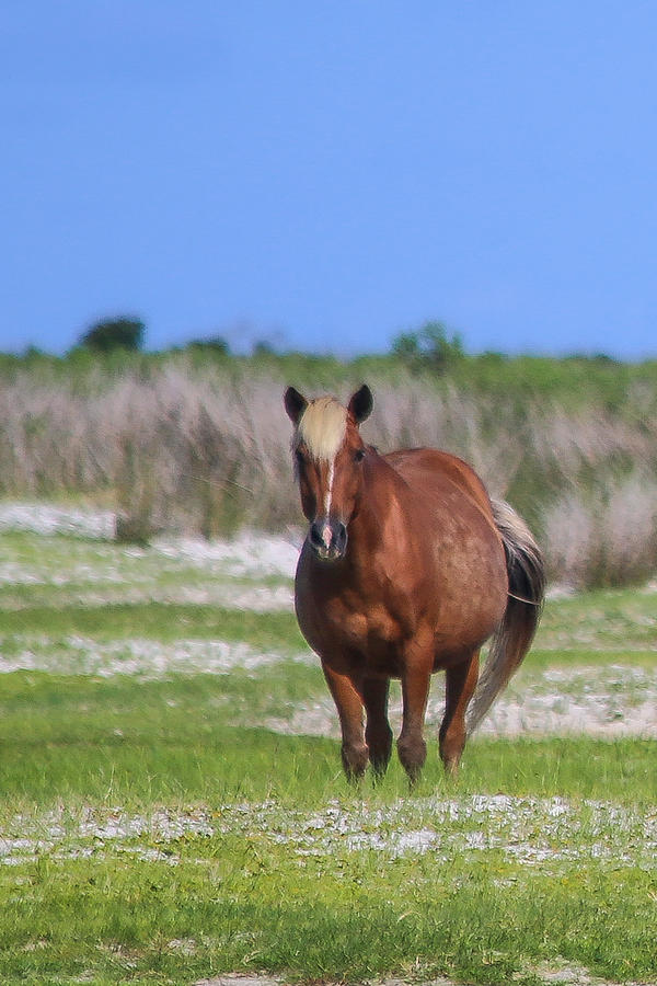 Cedar Island Wild Mustang III Photograph by Paula OMalley