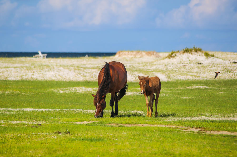Cedar Island Wild Mustangs 24 Photograph by Paula OMalley