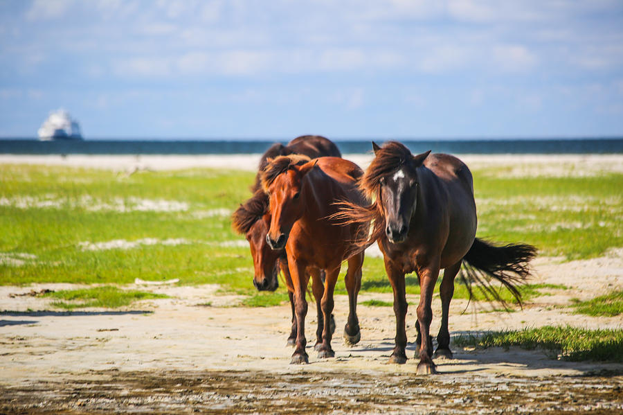 Cedar Island Wild Mustangs 27 Photograph by Paula OMalley