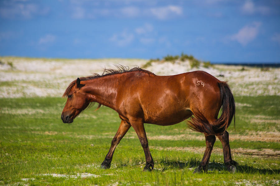 Cedar Island Wild Mustangs 57 Photograph by Paula OMalley - Pixels