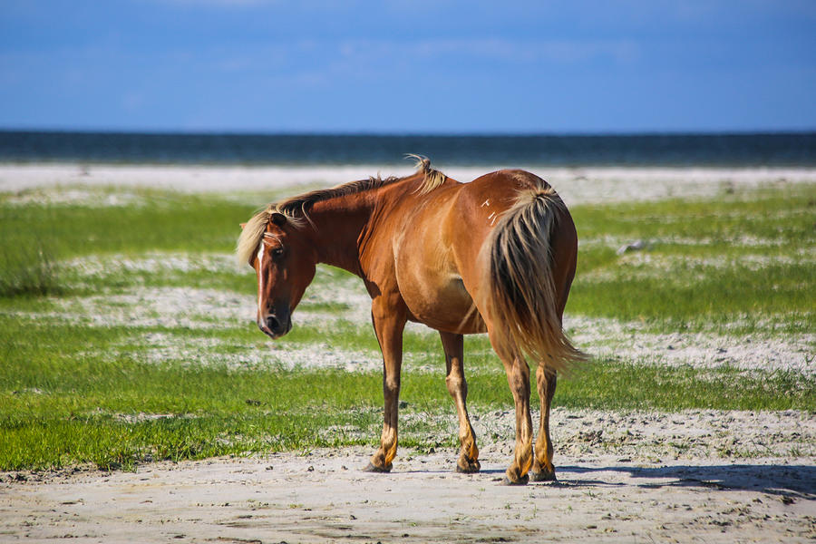 Cedar Island Wild Mustangs 58 Photograph by Paula OMalley