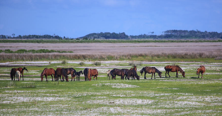 Cedar Island Wild Mustangs Photograph by Paula OMalley