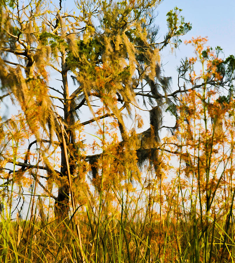 Cedar  Moss and Marsh Photograph by Ginger Wakem