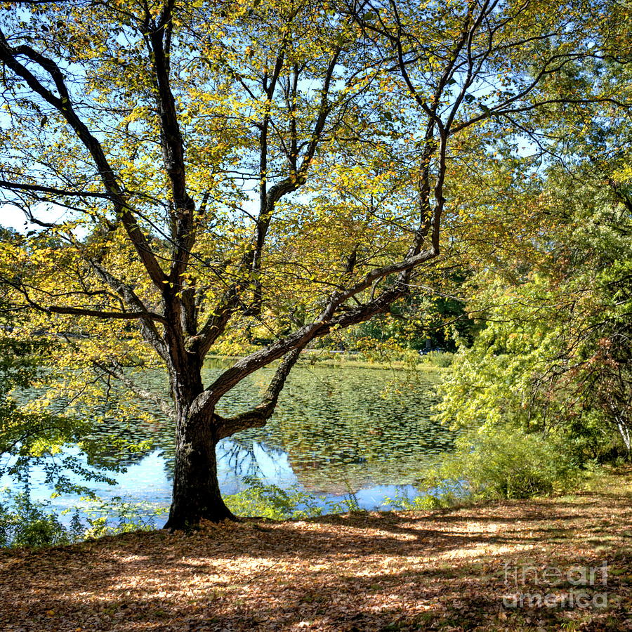 Fall Photograph - Cedar Mountain Pond by Marcel  J Goetz  Sr