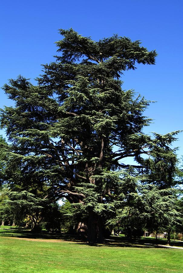 Nature Photograph - Cedar Of Lebanon (cedrus Libani) by Brian Gadsby/science Photo Library