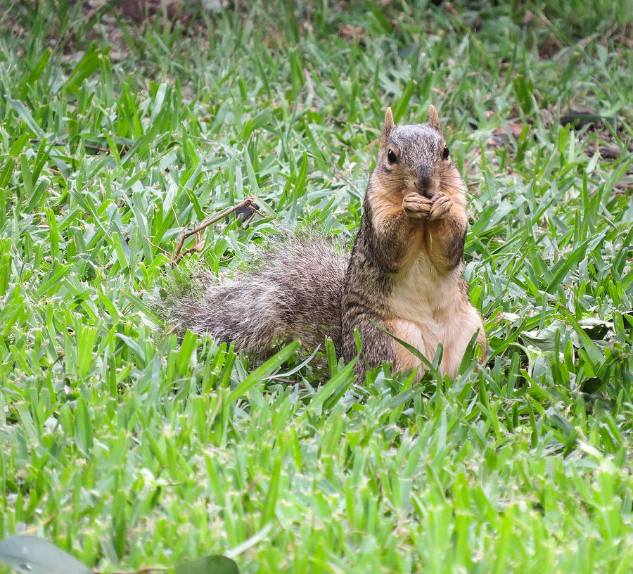 Cedar Park Texas Backyard Squirrel Photograph by JG Thompson Fine Art