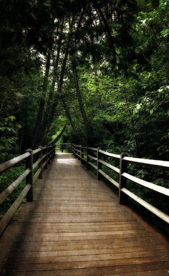 Cedar Pathway 2.0 Photograph by Michelle Calkins