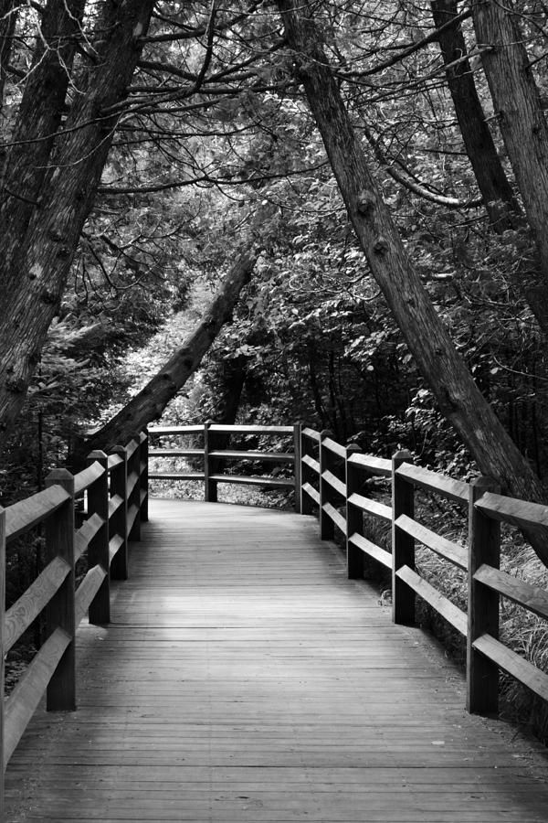 Cedar Pathway Photograph by Michelle Calkins