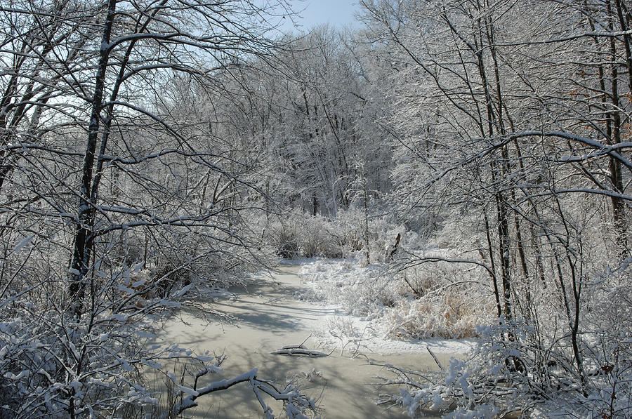 Cedar Swamp Brook, Winter Photograph by John W. Bova