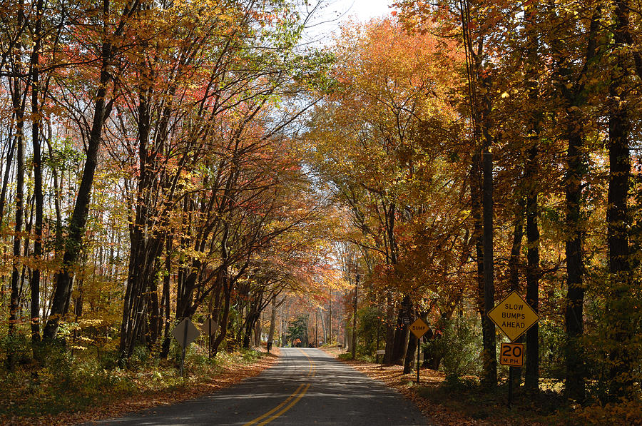 Cedar Swamp Road, Autumn Photograph by John W. Bova