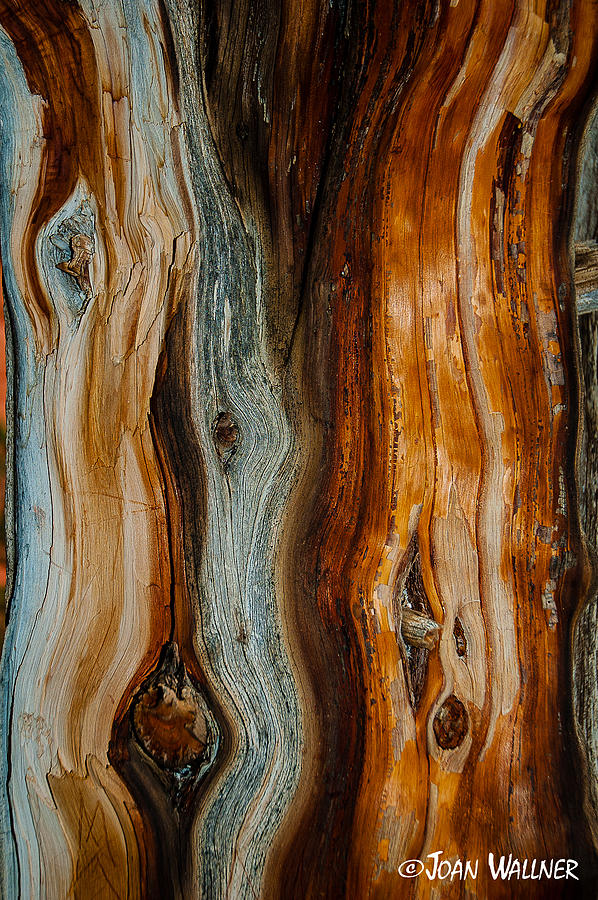 Cedar Texture Photograph by Joan Wallner