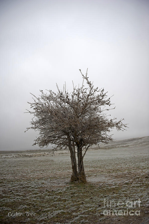 Winter Photograph - Cedar Tree by Amanda Smith