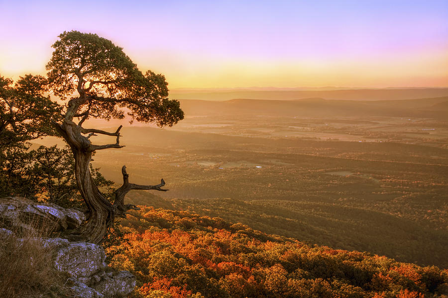 Nature Photograph - Cedar Tree atop Mt. Magazine - Arkansas - Autumn by Jason Politte