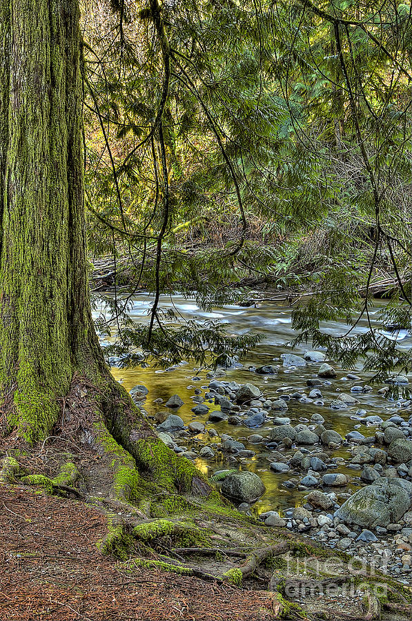 Cedar Tree by Kanaka Creek Photograph by Sharon Talson