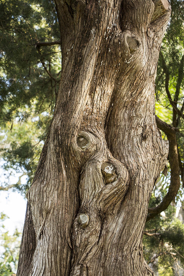 Cedar Tree Trunk Photograph by Richard Goldman