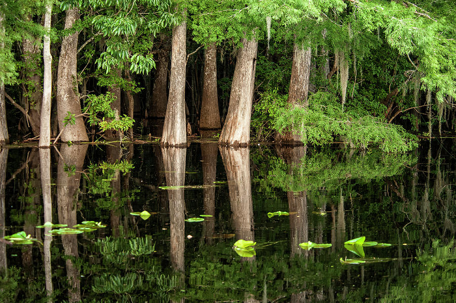 Tree Photograph - Cedar Trees In Suwannee River, Florida by Sheila Haddad