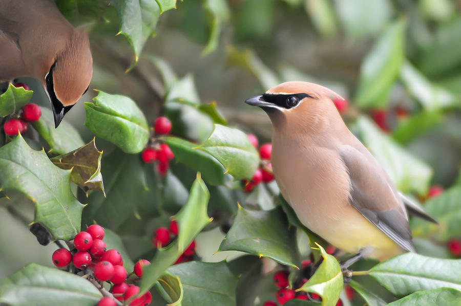 Wildlife Photograph - Cedar Waxwing in Holly Tree by Terry DeLuco