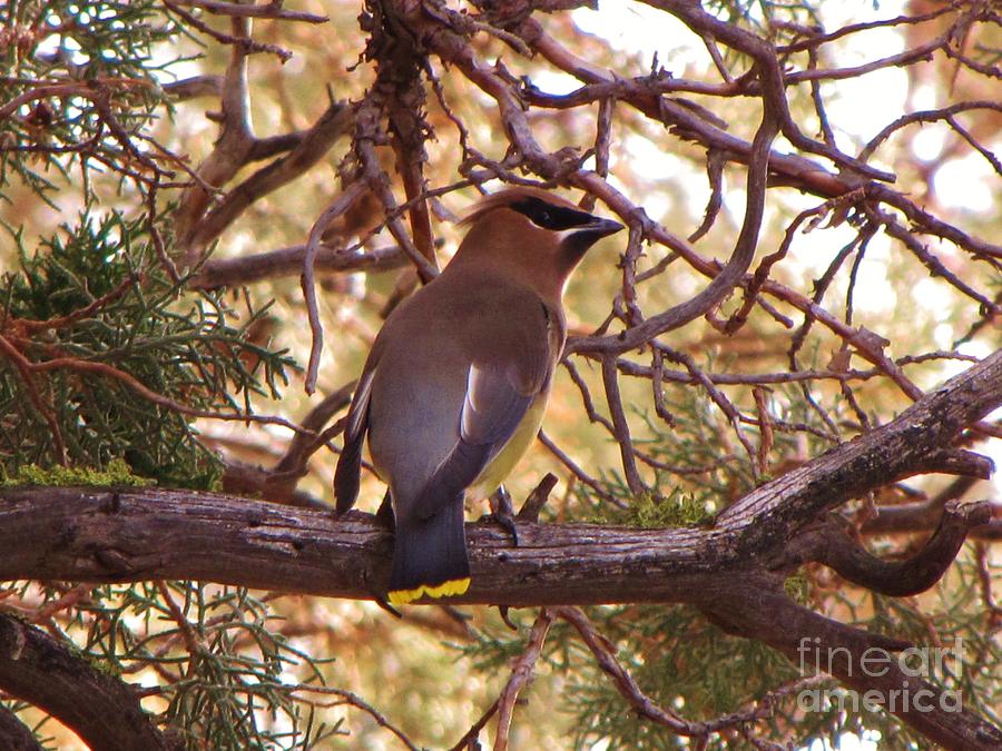 Cedar Wax Wing Photograph by Michele Penner