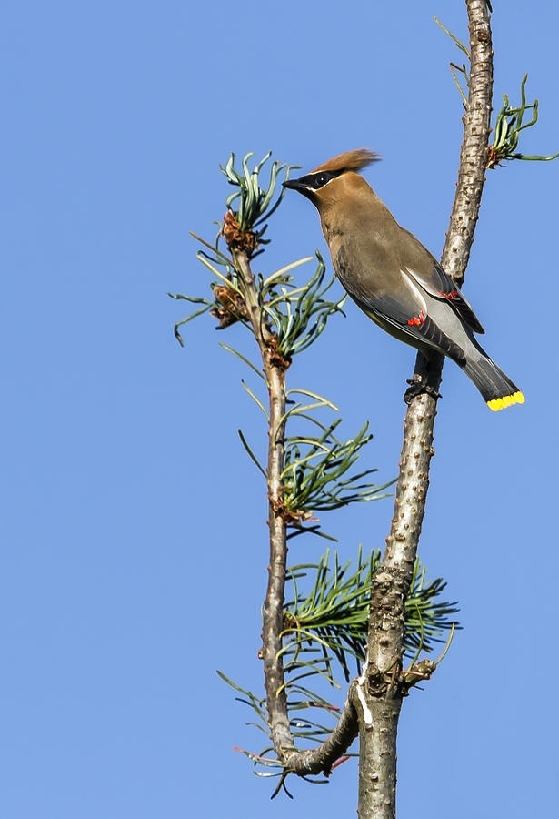Cedar Waxwing on the Lookout Photograph by Belinda Greb