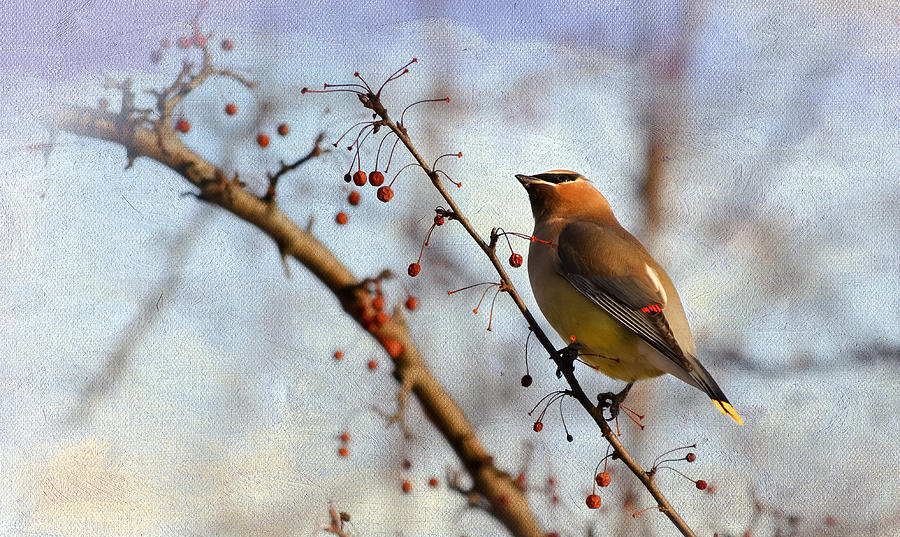 Winter Photograph - Cedar Waxwing and Berries by Julie Palencia