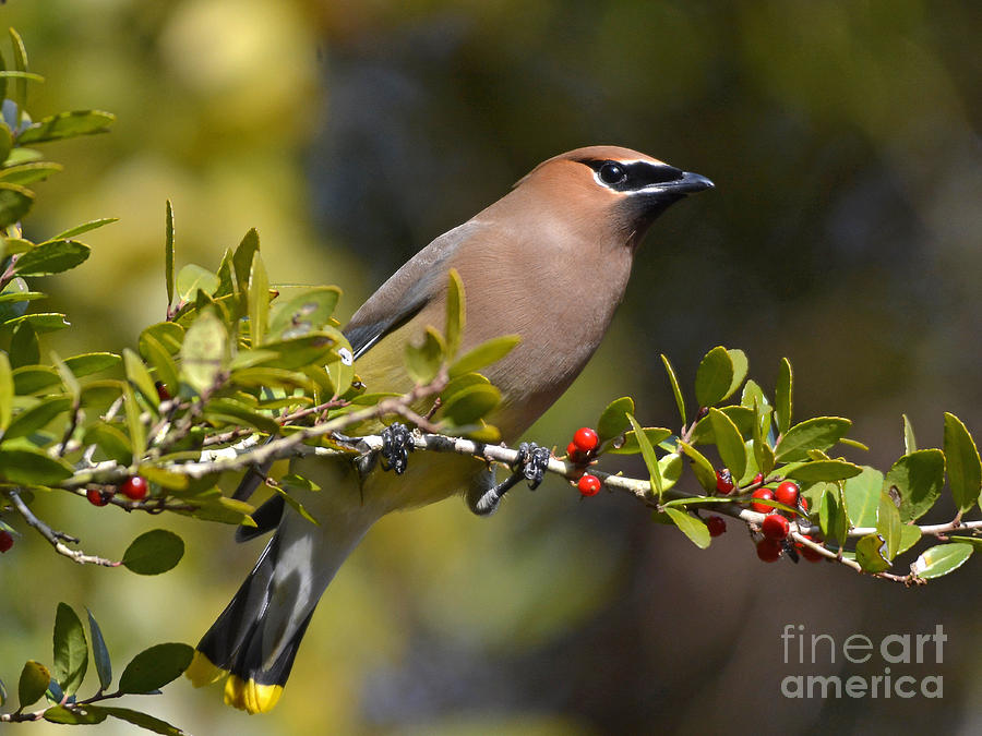 Bird Photograph - Cedar Waxwing And Red Berries by Kathy Baccari