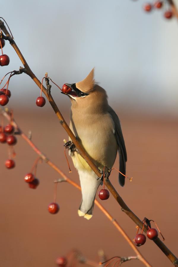 Cedar Photograph - Cedar Waxwing by Brian Magnier Cedar Photograph - Cedar Waxwing by Brian Magnier