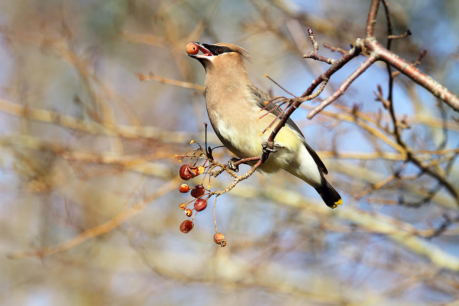 Cedar Waxwing Eating a Cherry Photograph by Peggy Collins