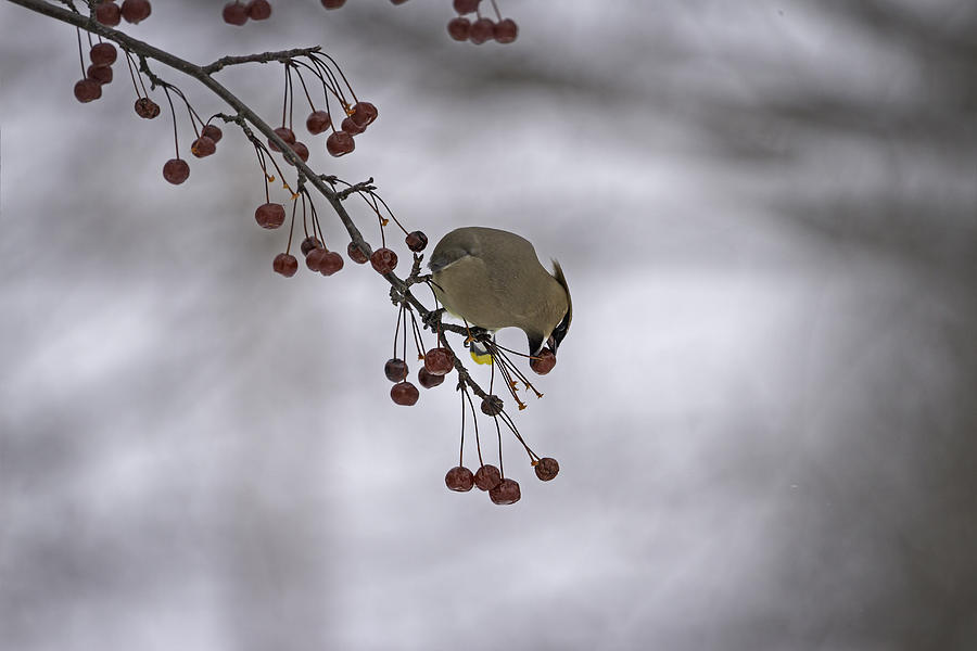 Wildlife Photograph - Cedar Waxwing Eating Berries 1 by Thomas Young