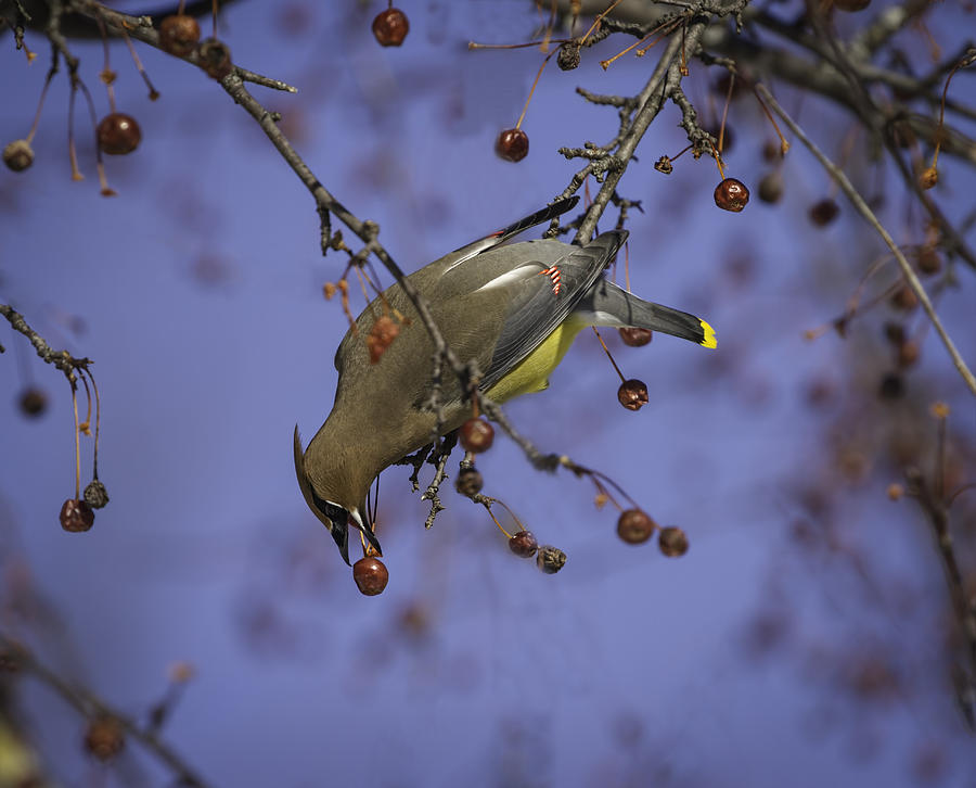 Wildlife Photograph - Cedar Waxwing Eating Berries 10 by Thomas Young