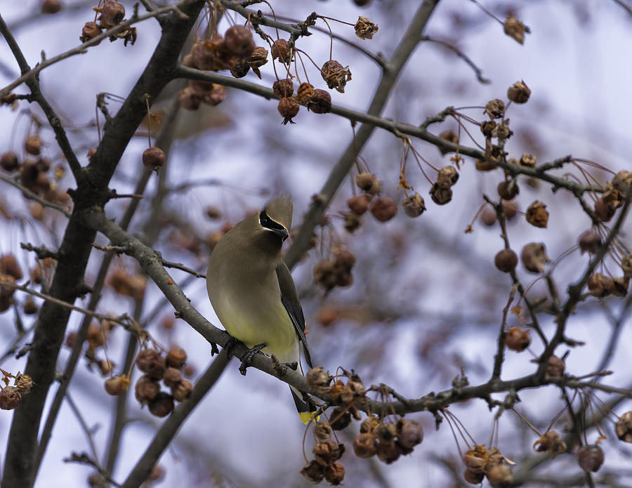 Cedar Waxwing Eating Berries 11 Photograph by Thomas Young