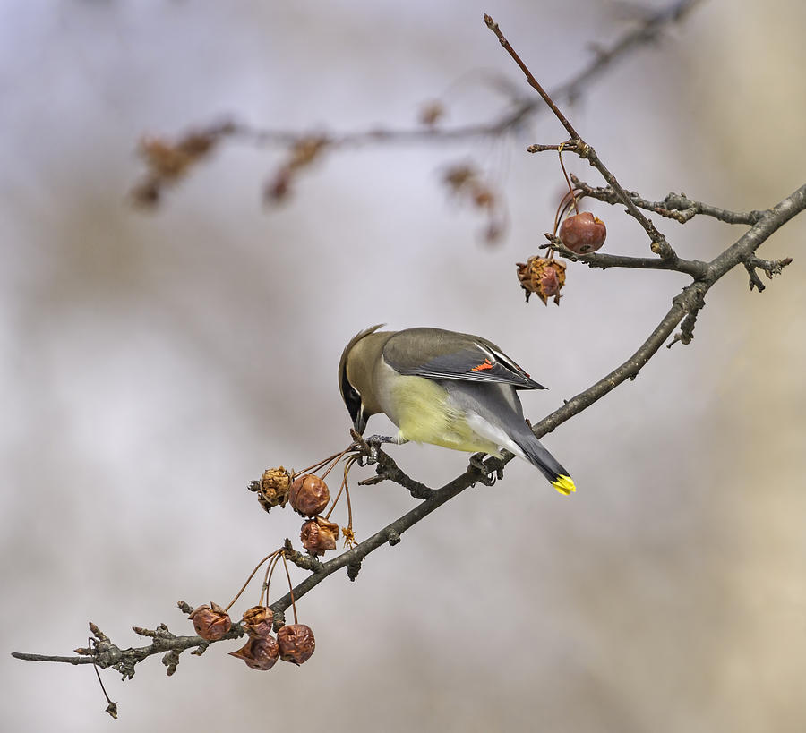 Wildlife Photograph - Cedar Waxwing Eating Berries 12 by Thomas Young