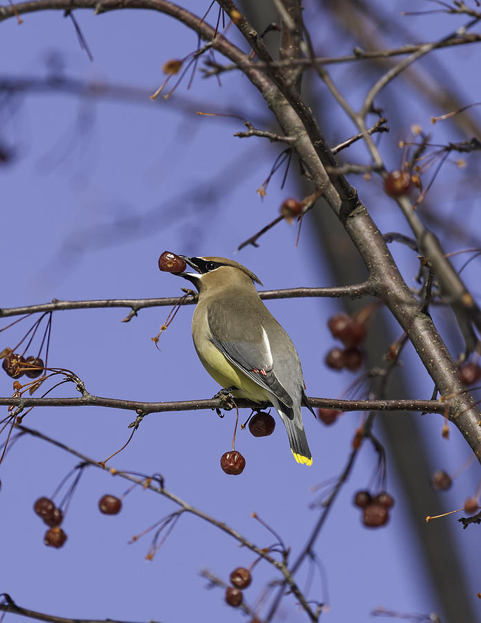 Cedar Waxwing Eating Berries 2 Photograph by Thomas Young