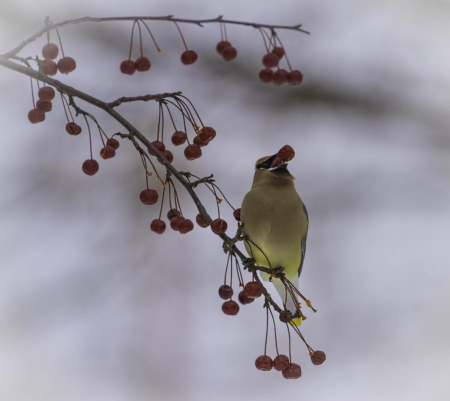 Wildlife Photograph - Cedar Waxwing Eating Berries 3 by Thomas Young