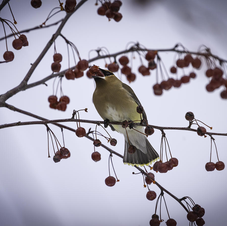 Cedar Waxwing Eating Berries 4 Photograph by Thomas Young