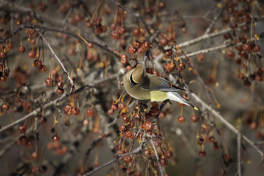 Wildlife Photograph - Cedar Waxwing Eating Berries 5 by Thomas Young