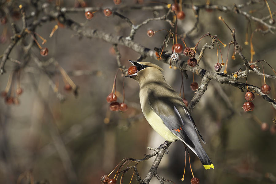Wildlife Photograph - Cedar Waxwing Eating Berries 6 by Thomas Young