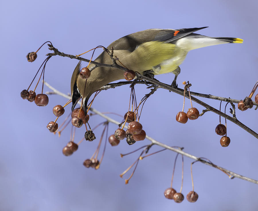 Cedar Waxwing Eating Berries 8 Photograph by Thomas Young