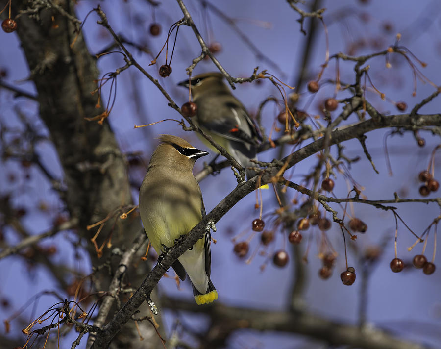 Wildlife Photograph - Cedar Waxwing Eating Berries 9 by Thomas Young