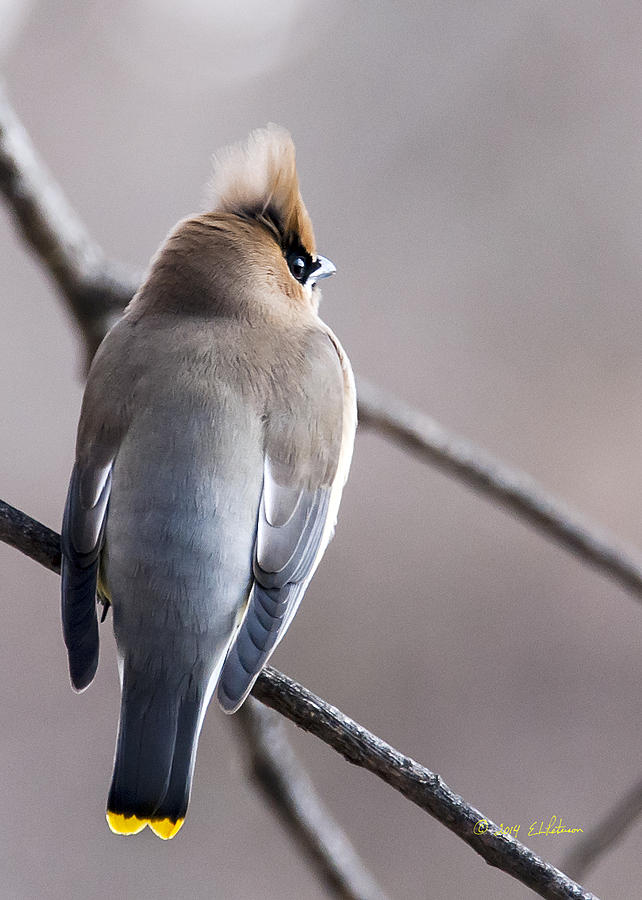 Cedar Waxwing  Photograph by Ed Peterson