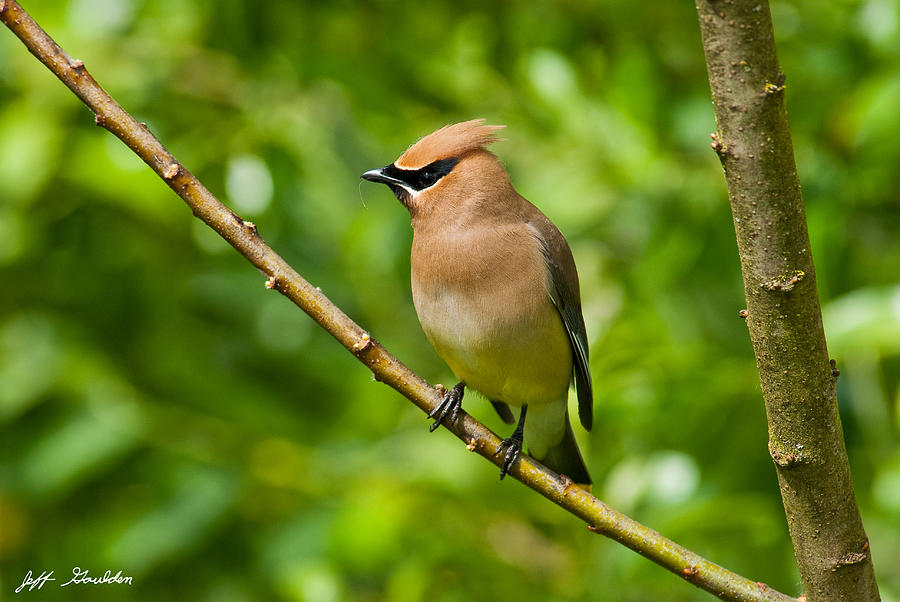 Cedar Waxwing Gathering Nesting Material Photograph by Jeff Goulden