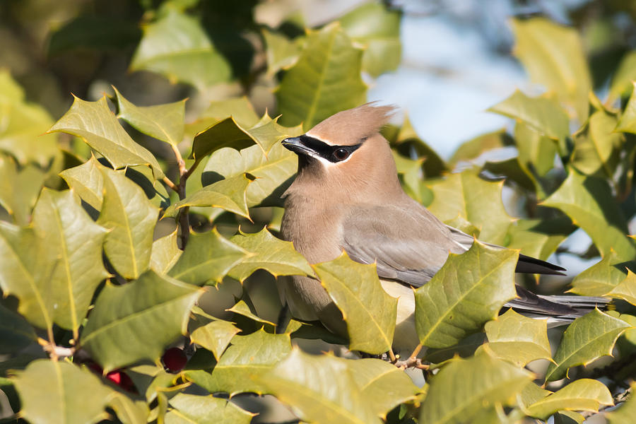 Cedar Waxwing in Holly Photograph by Terry DeLuco