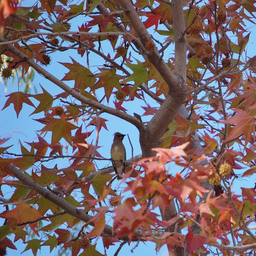 Cedar Waxwing in Maple Tree Photograph by Linda Brody