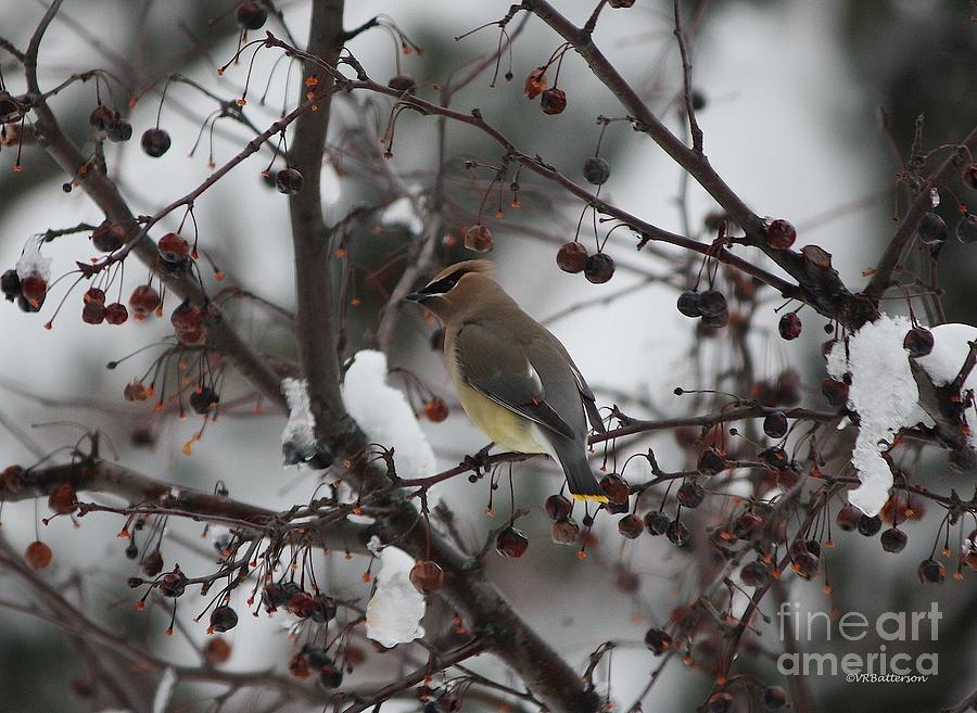 Cedar Waxwing in Snow Photograph by Veronica Batterson