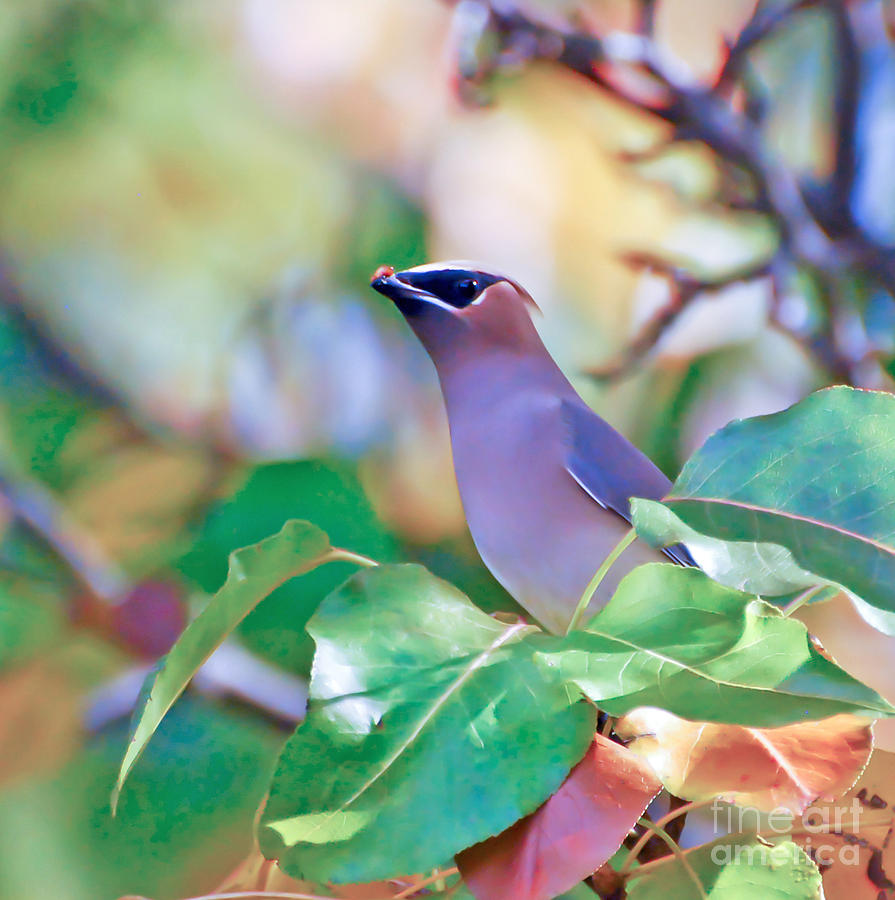 Bird Photograph - Cedar Waxwing by Kerri Farley