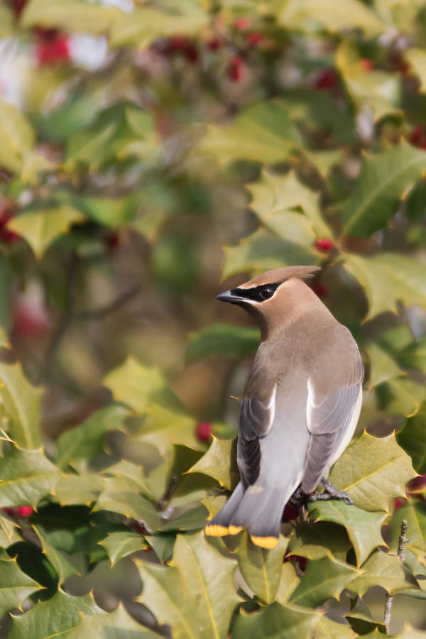 Nature Photograph - Cedar Waxwing Looking Back by Terry DeLuco